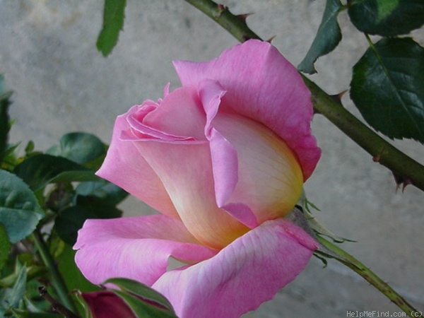 'Chicago Peace' rose photo