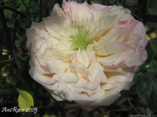 'Homère' rose photo