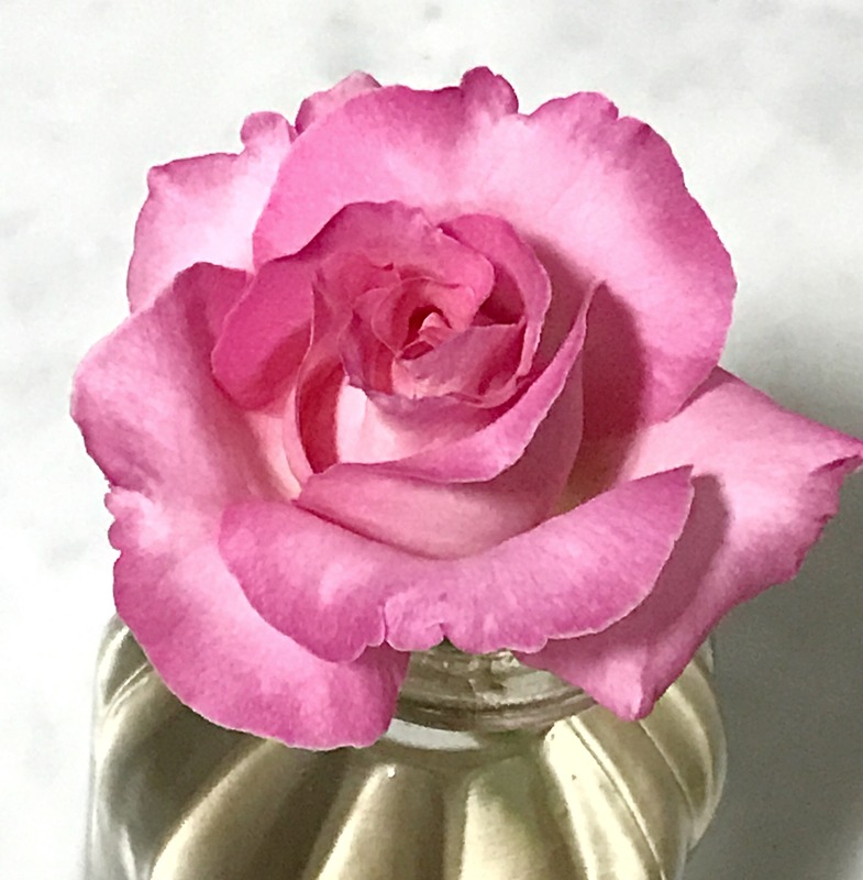 'Admiral Rodney' rose photo