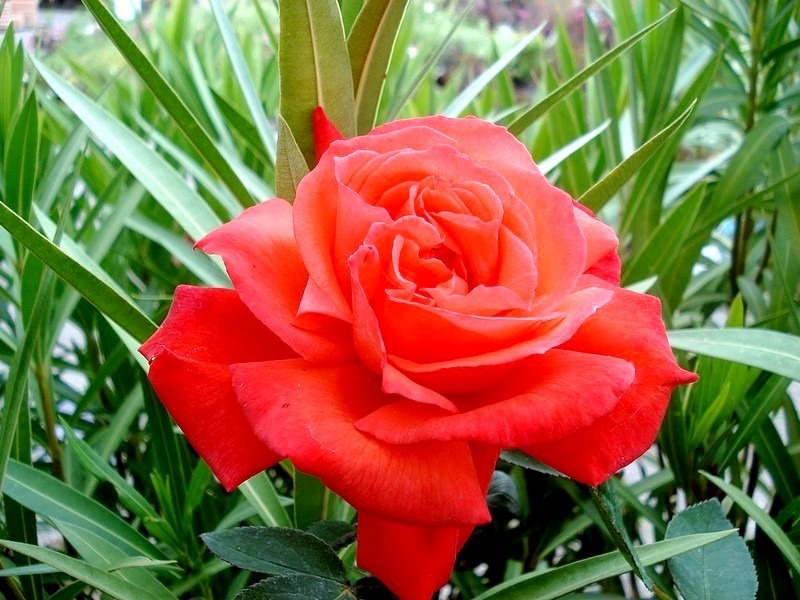 'Super Star' rose photo