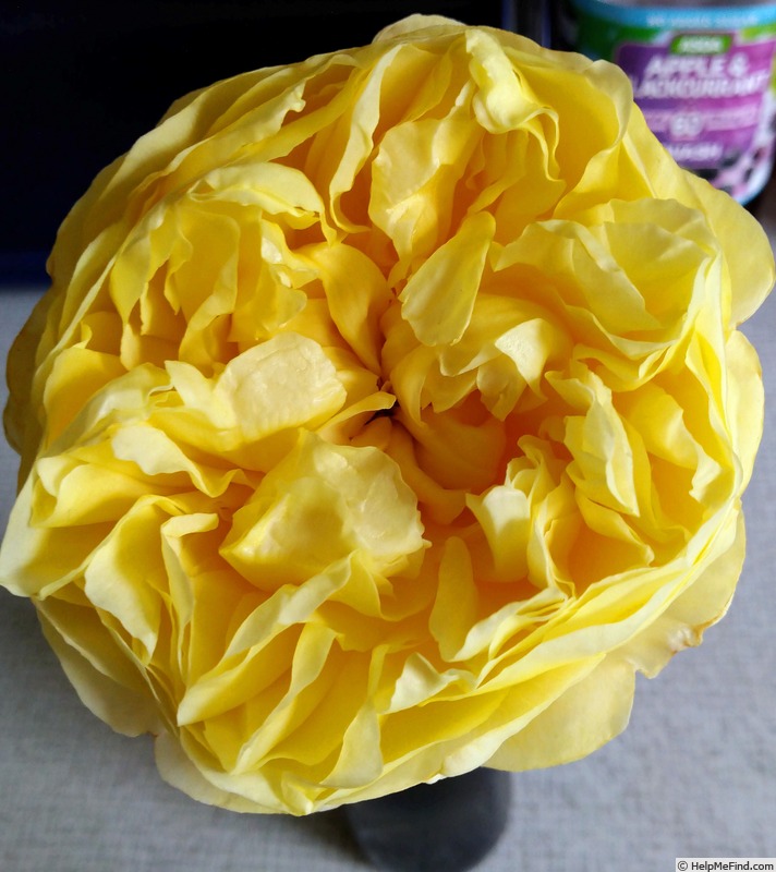 'Charles Darwin ® (shrub, Austin 1991/2001)' rose photo