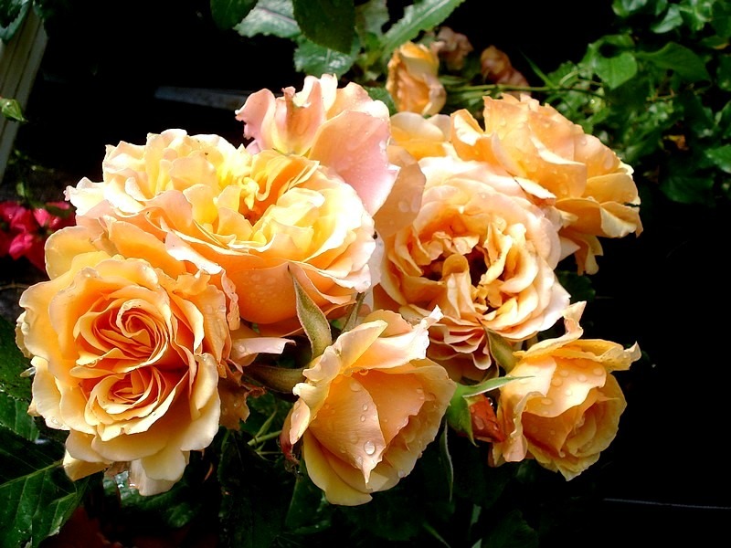 'Amber Queen ® (floribunda, Harkness before 1981)' rose photo