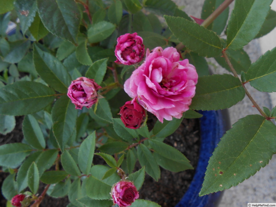 'Bajor Gizi emléke' rose photo