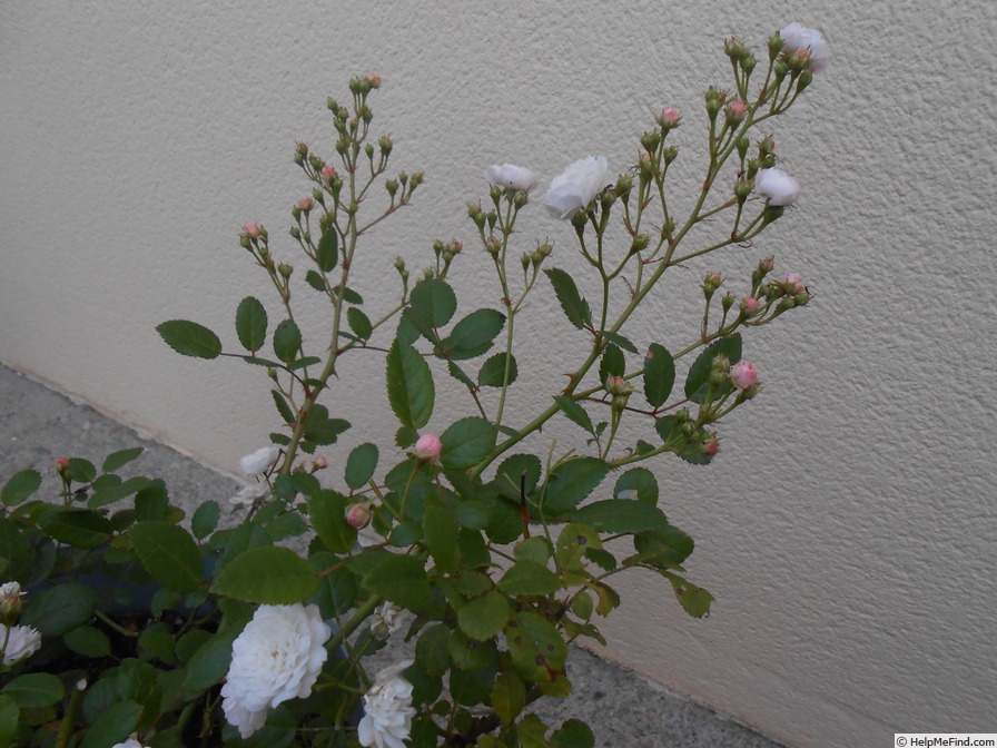 'Miniature (polyantha, Alégatière, 1884)' rose photo