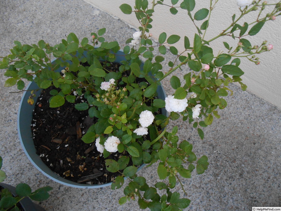 'Miniature (polyantha, Alégatière, 1884)' rose photo