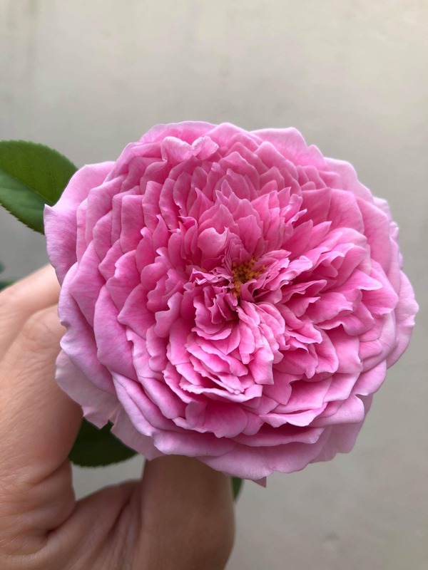 'Spirit of Freedom' rose photo