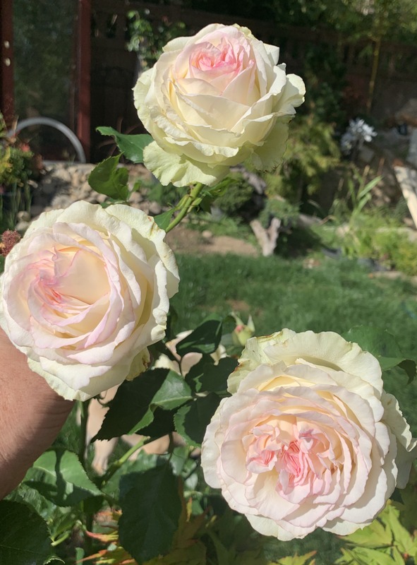 'Magnificence (hybrid tea, Wright 2012)' rose photo