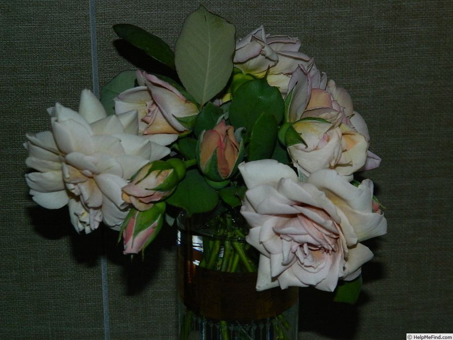 'Grey Pearl' rose photo