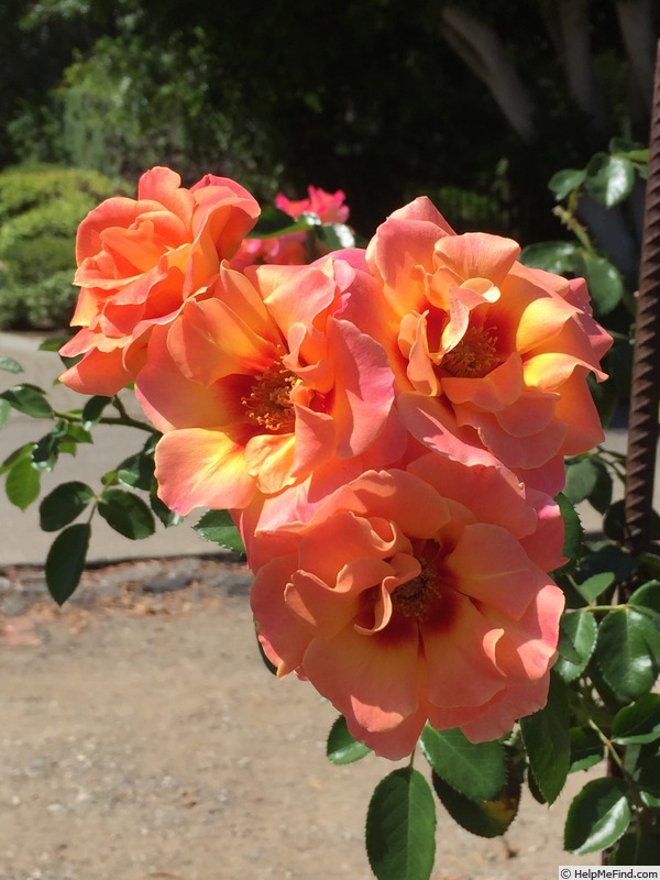 'Eyeconic ® Mango Lemonade' rose photo
