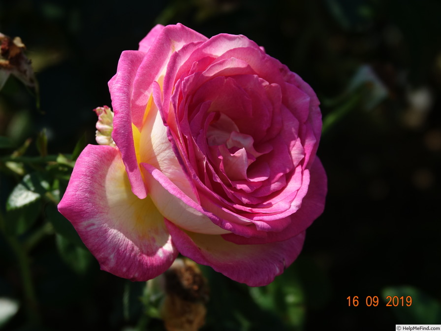 'Sweet Delight ®' rose photo