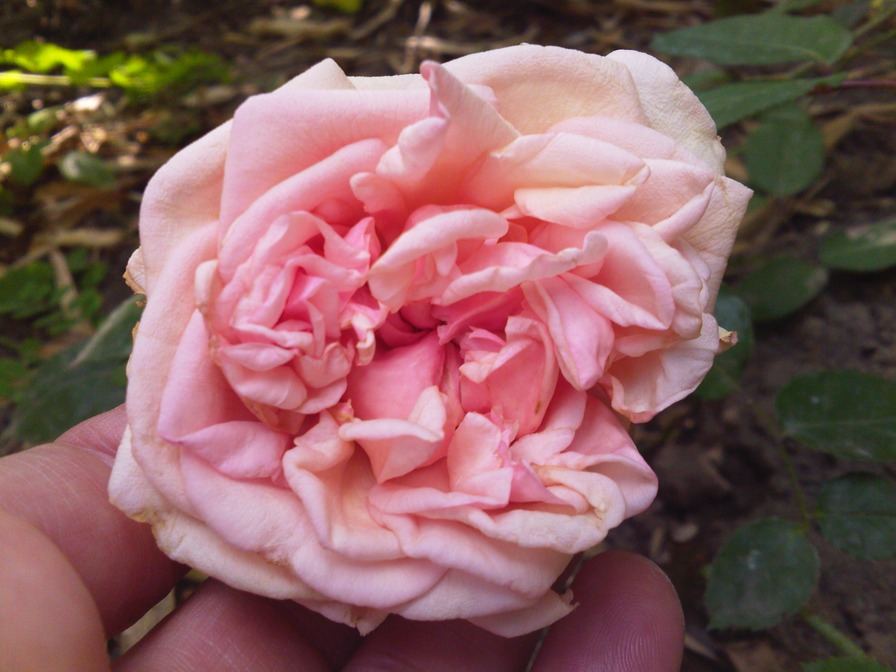 'Baronne Henriette Snoy' rose photo