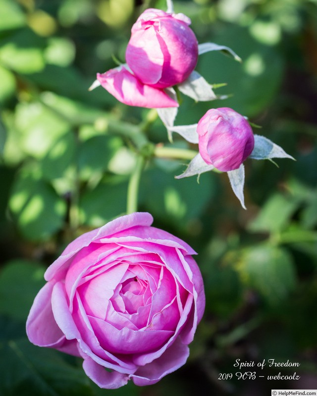 'Spirit of Freedom' rose photo