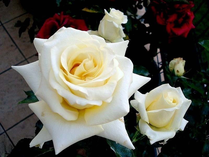 'Lemon Beauty ® (Hybrid Tea. Fryer. 2008)' rose photo