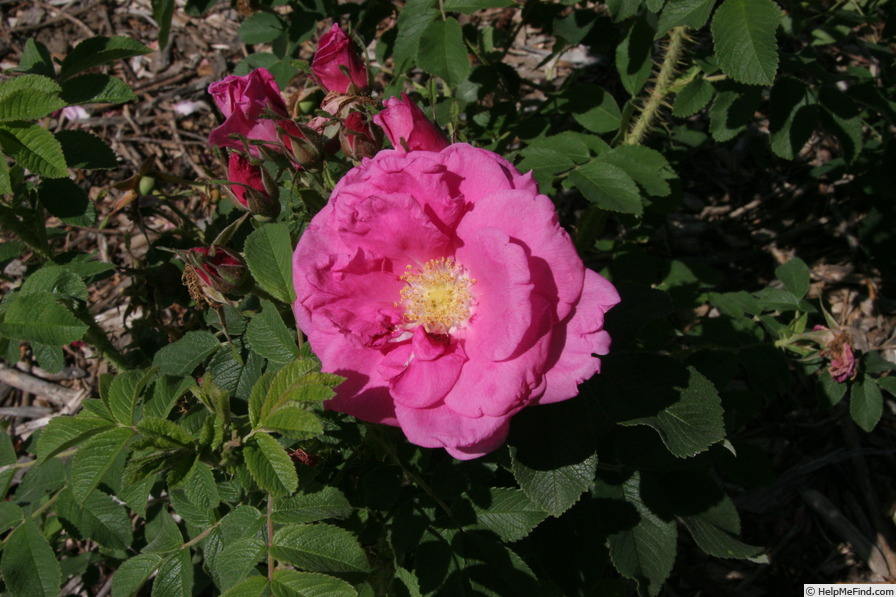 'Madeleine Bugnet' rose photo