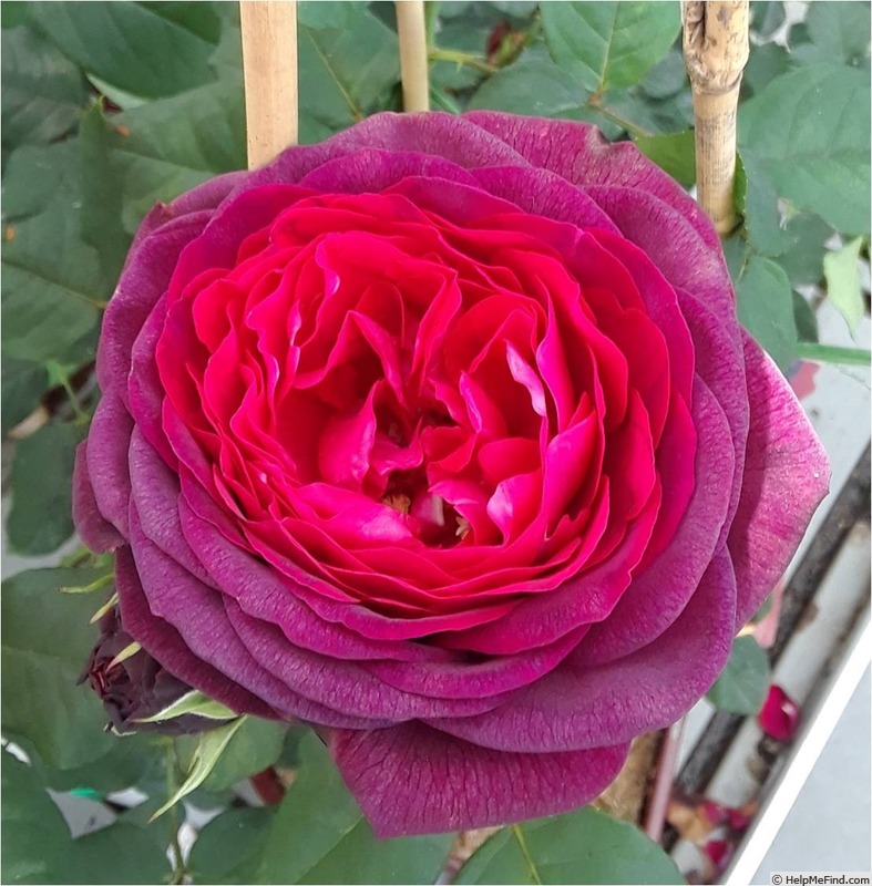 'Astrid Gräfin von Hardenberg' rose photo