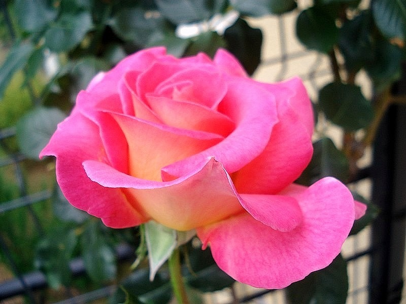 'Pink Paradise (hybrid tea, Delbard, 2004/11)' rose photo