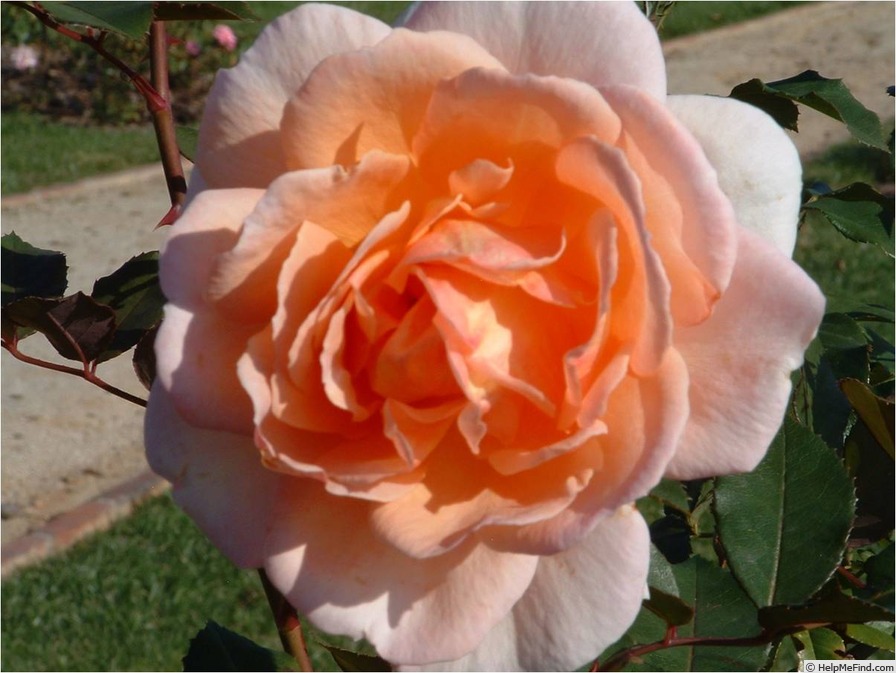 'Belle du Seigneur ®' rose photo