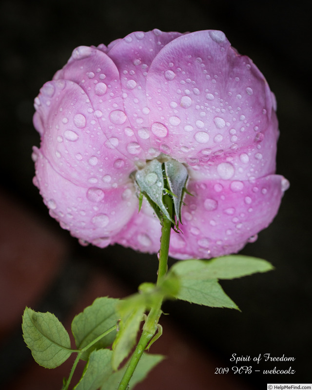 'Spirit of Freedom' rose photo