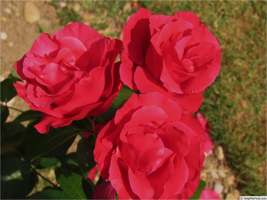 'Crêpe de Chine' rose photo