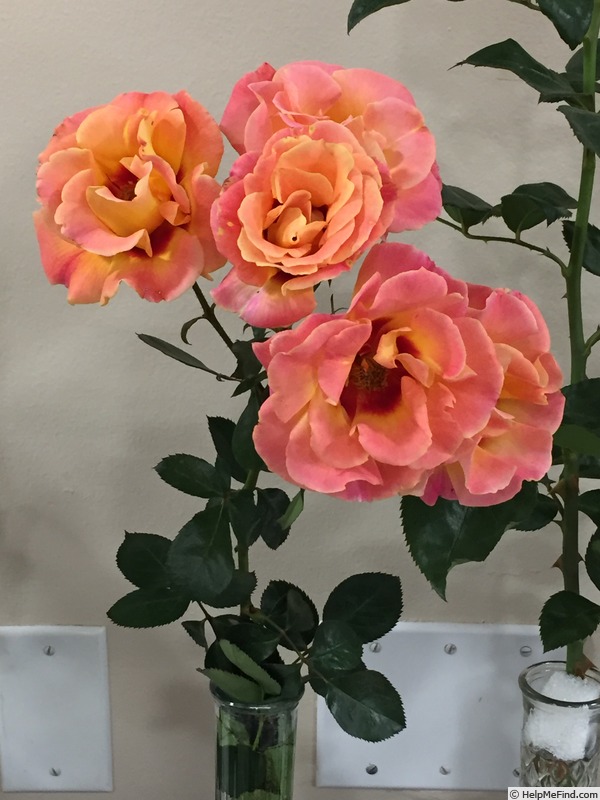 'Eyeconic ® Mango Lemonade' rose photo
