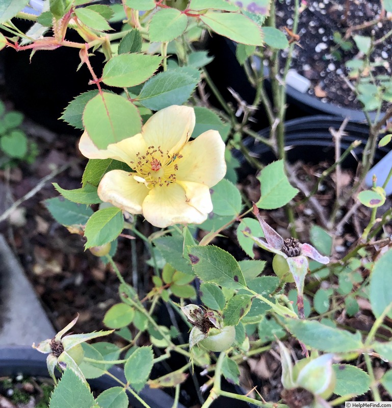 '14-4' rose photo
