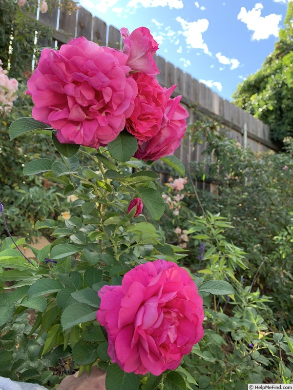 'Wild Edric' rose photo