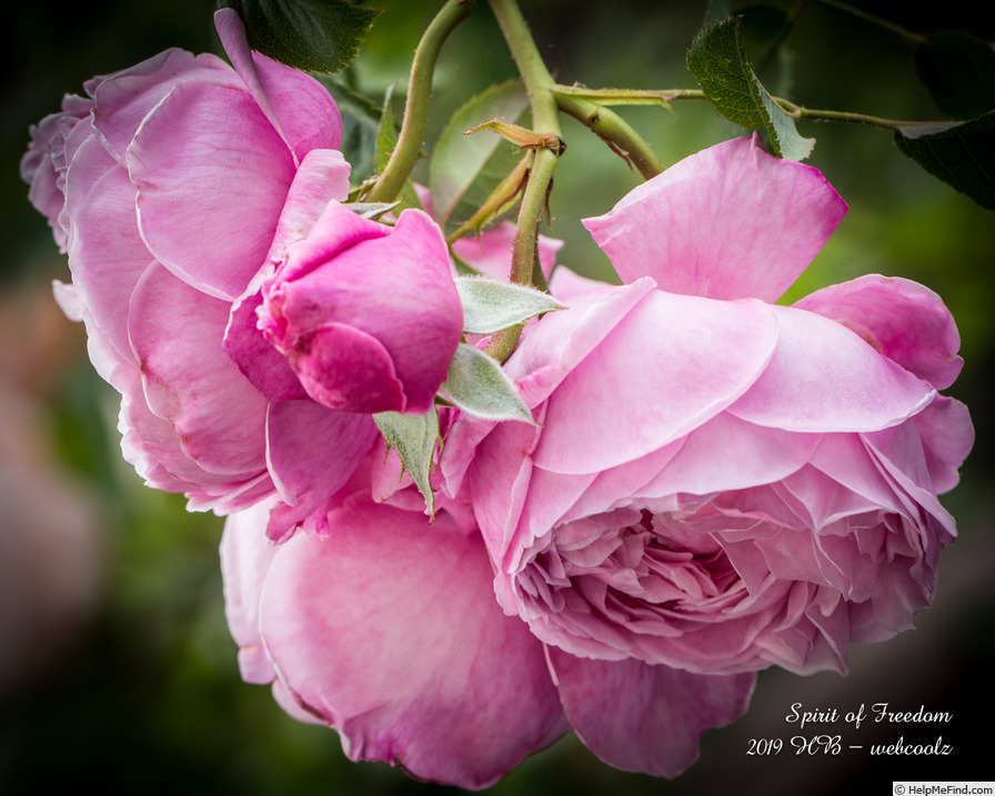 'Spirit of Freedom' rose photo