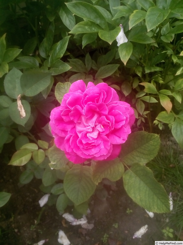 'Bel Ange' rose photo