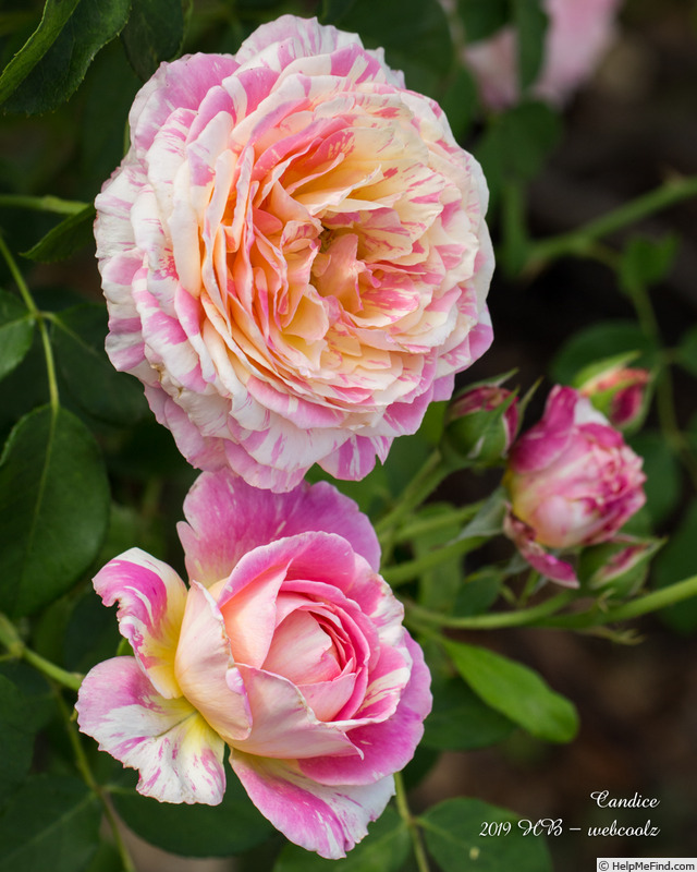'Candice (Delbard Shrub)' rose photo