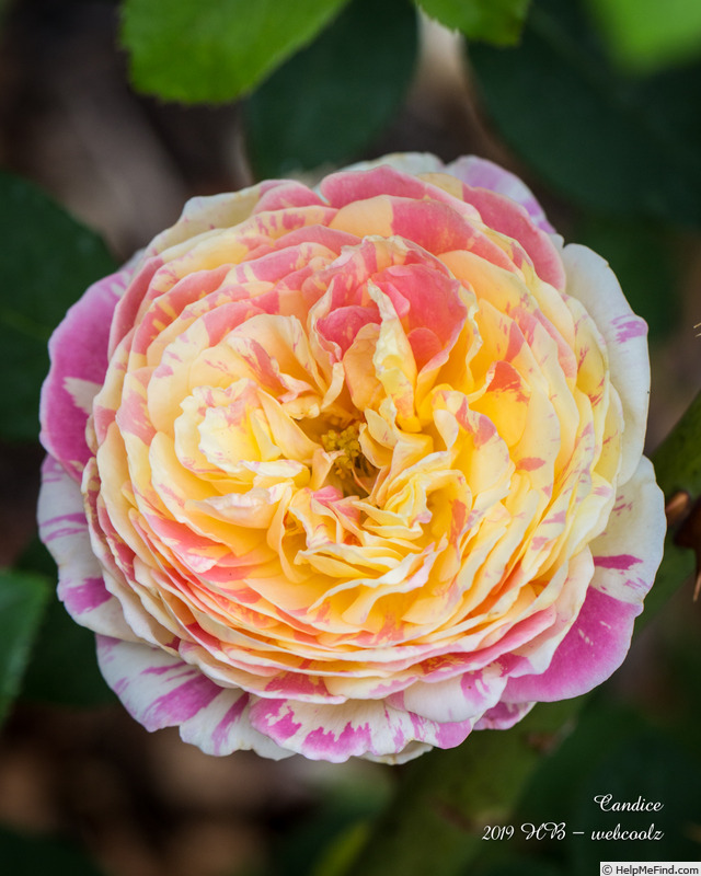 'Candice (Delbard Shrub)' rose photo