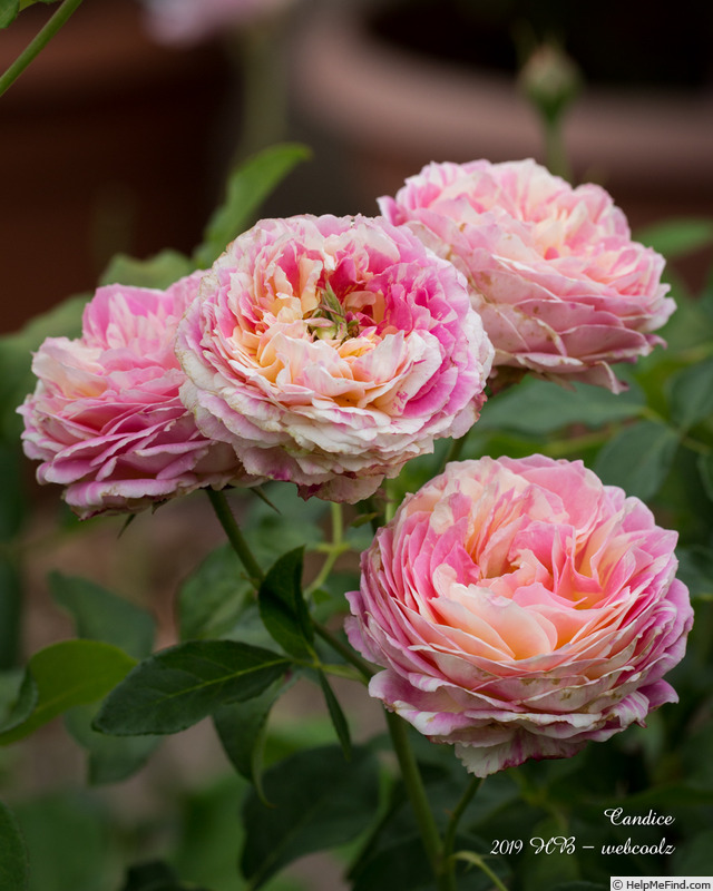 'Candice (Delbard Shrub)' rose photo