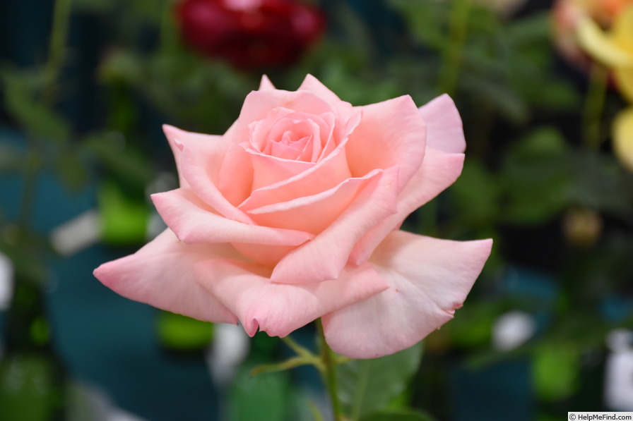 'Janice Heyes' rose photo