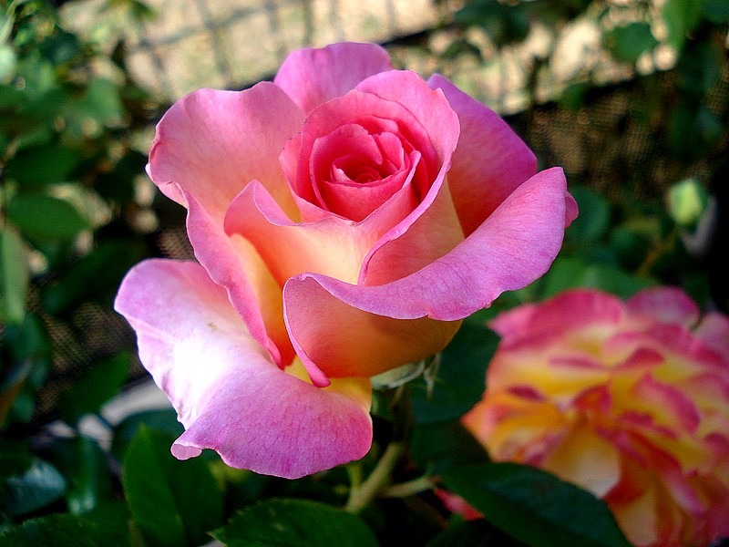 'Pink Paradise (hybrid tea, Delbard, 2004/11)' rose photo