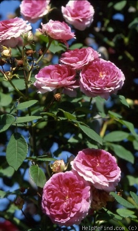 'Aurelia Liffa (rambler, Geschwind, 1885)' rose photo