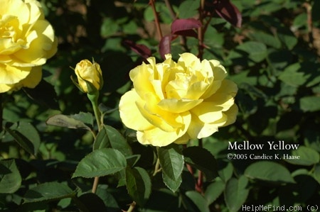 'Mellow Yellow ™ (hybrid tea, Carruth 2000)' rose photo