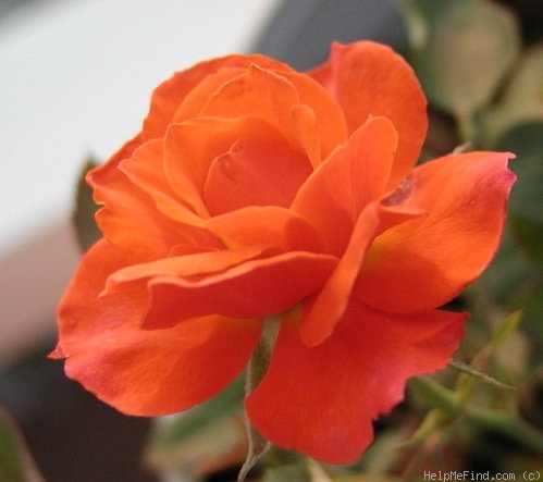 'Denver's Dream™ (Miniature, Saville, before 1994)' rose photo