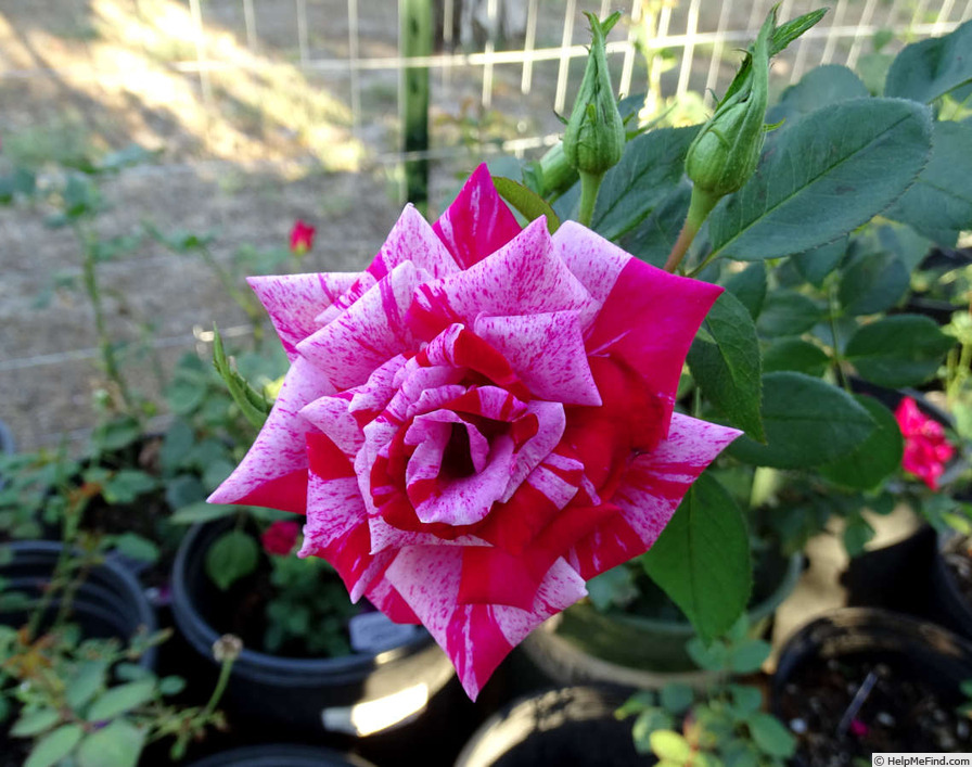 'Freedom's Ring' rose photo