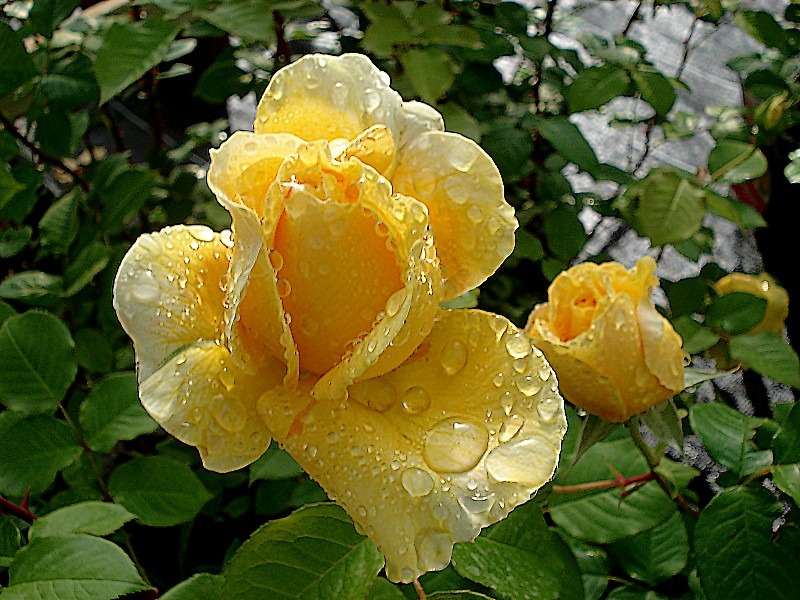 'Bataclan ®' rose photo