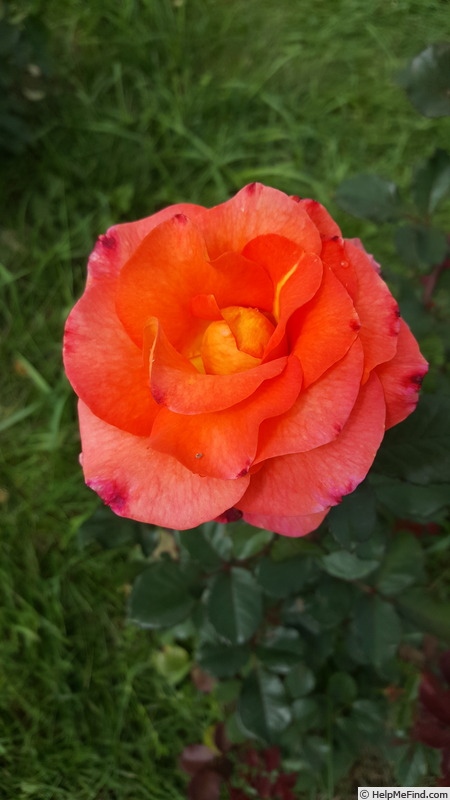 'Mardi Gras ™ (floribunda, Zary 2007)' rose photo