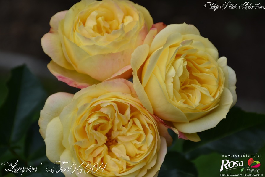 'Lampion ® (floribunda, Evers/Tantau, 2006/12)' rose photo