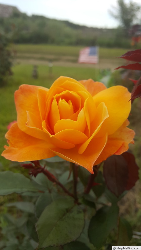 'Strike It Rich ™' rose photo