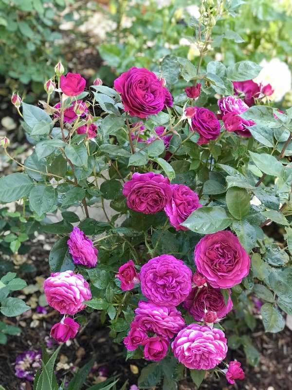 'Celestial Night ™' rose photo