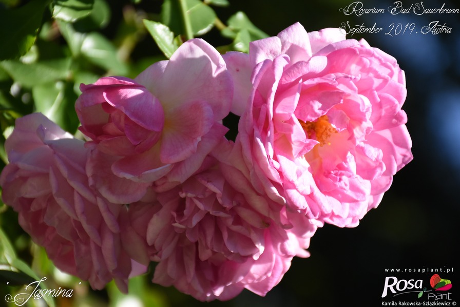 'Jasmina ™ (LCl, Kordes, 1996)' rose photo