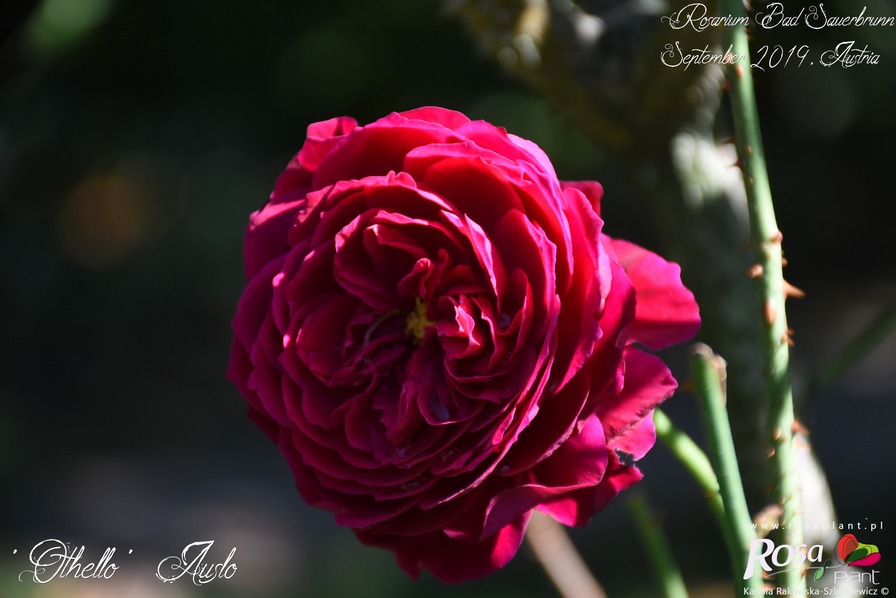 'Othello (English Rose, Austin 1986)' rose photo