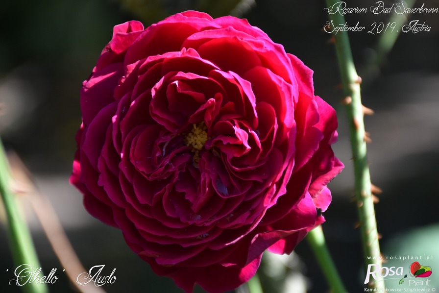 'Othello (English Rose, Austin 1986)' rose photo