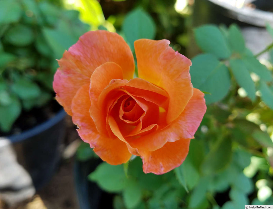 'Queen Beatrix' rose photo