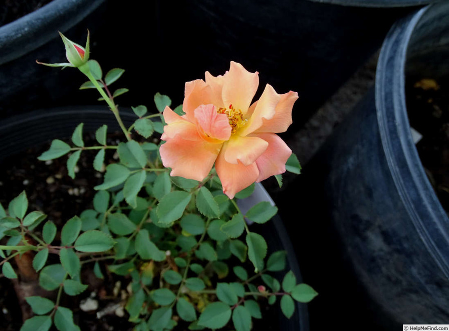 'Razzle Dazzle (floribunda, Fryer, 1997)' rose photo