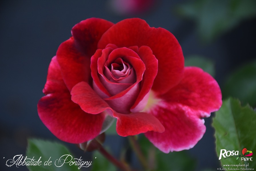 'Abbatiale de Pontigny ®' rose photo
