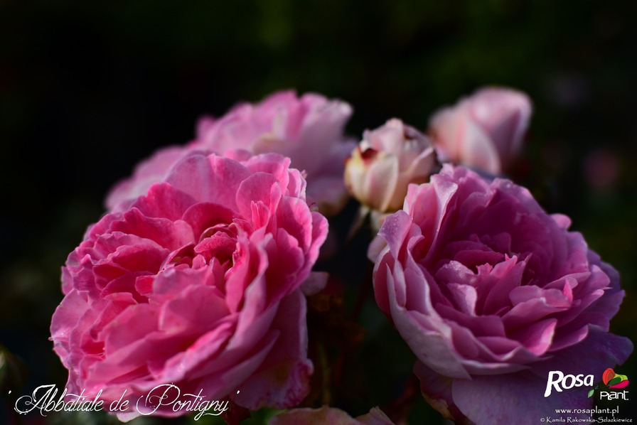 'Abbatiale de Pontigny ®' rose photo