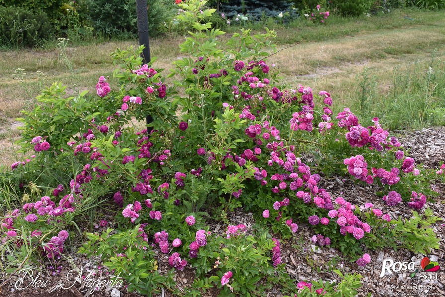 'Bleu Magenta' rose photo